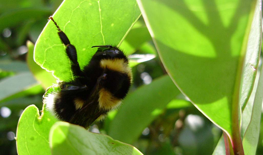 Bombus ruderatus  F (Apidae) su foglie di ligustro